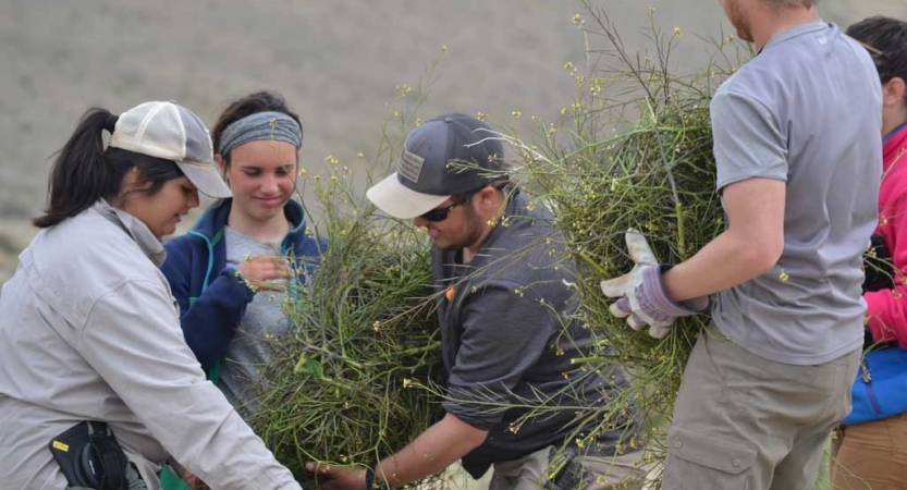 Four people work together to carry large green plants. 